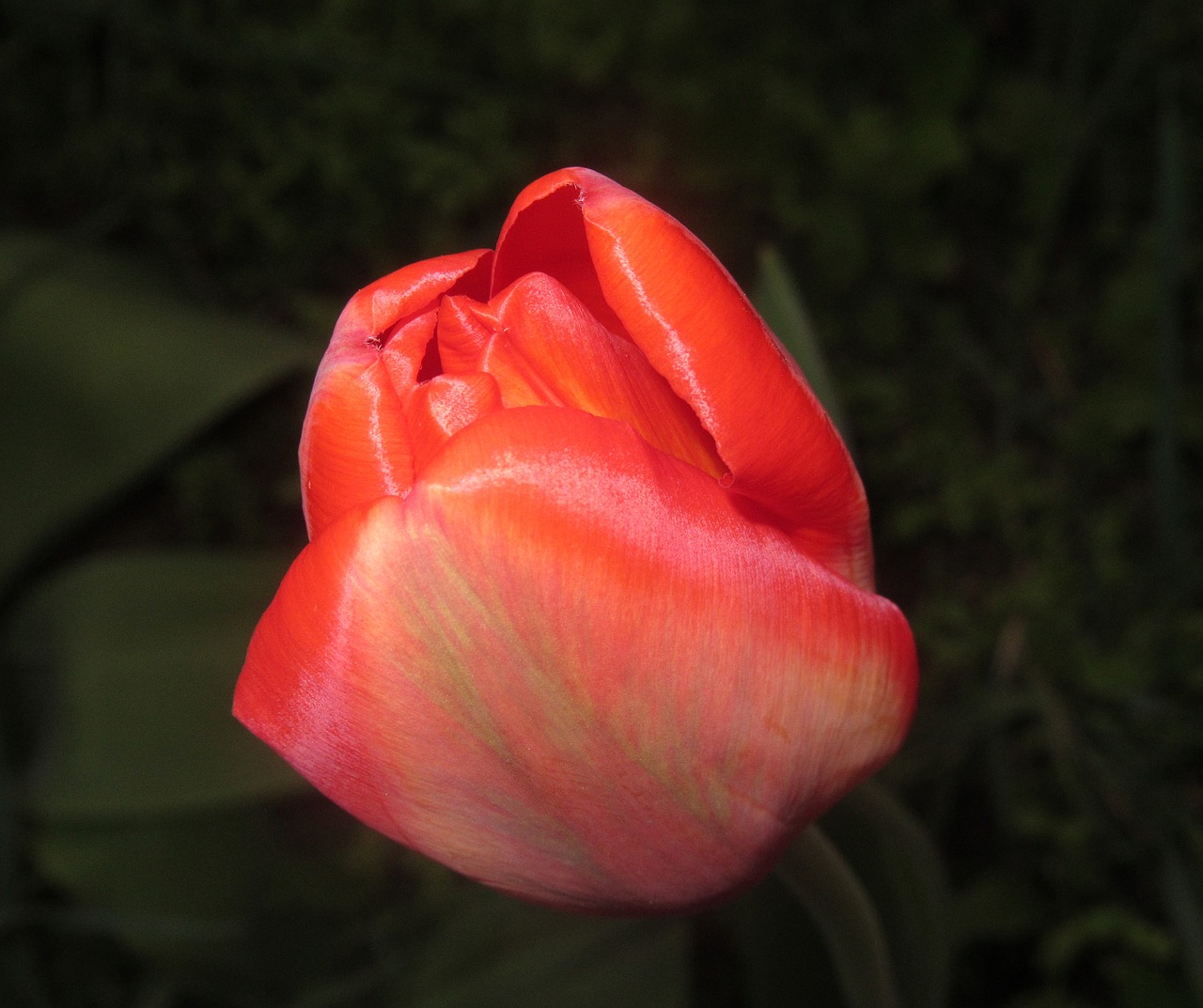 flower  tulip  nature free photo