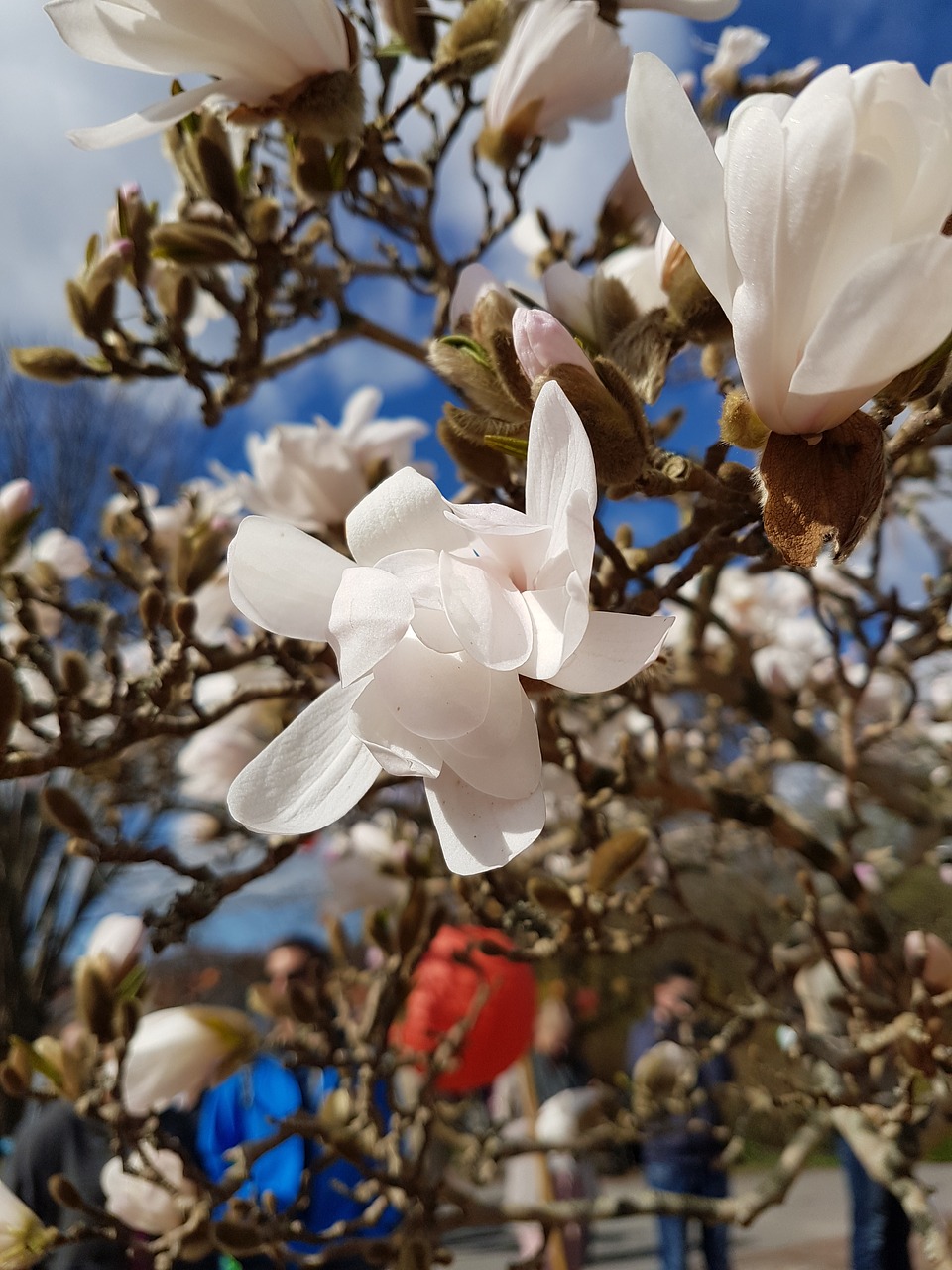 flower  magnolia  tree free photo