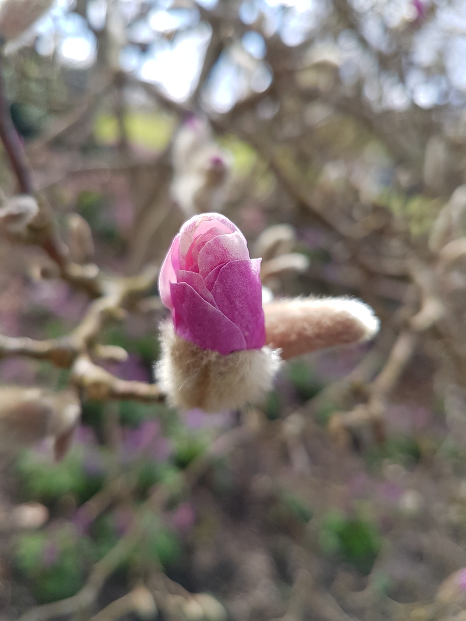 flower  nature  plant free photo