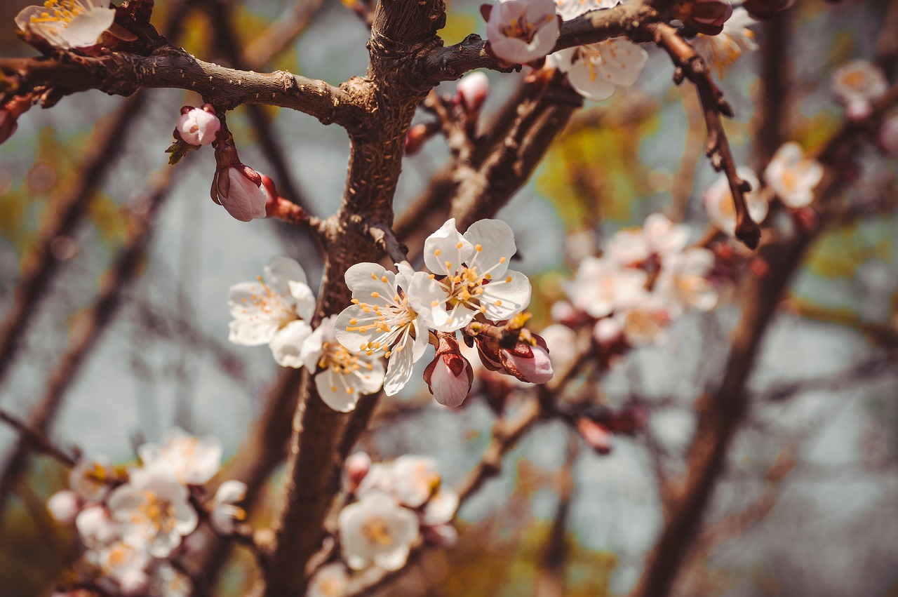 flower  tree  spring free photo