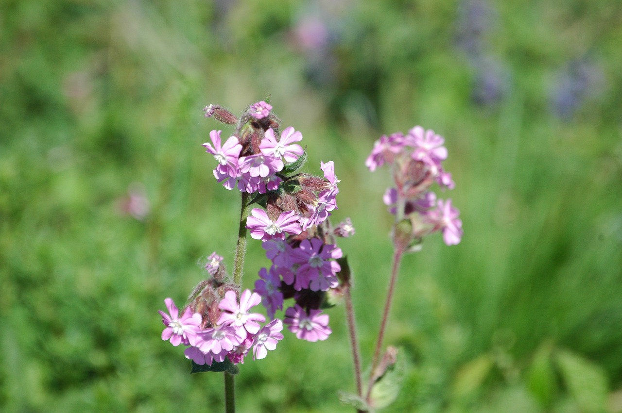 flower  nature  plant free photo