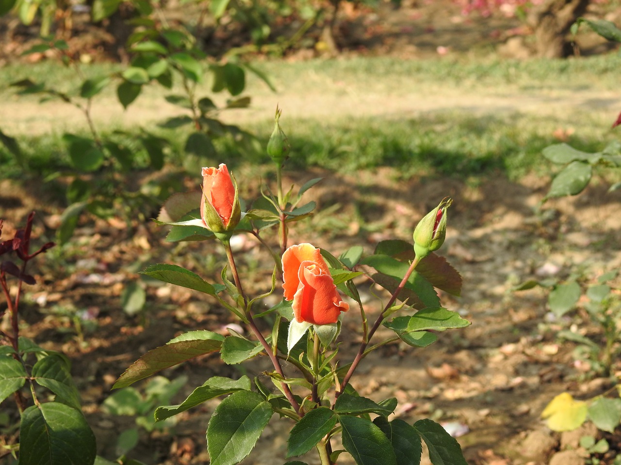 flower  leaf  nature free photo