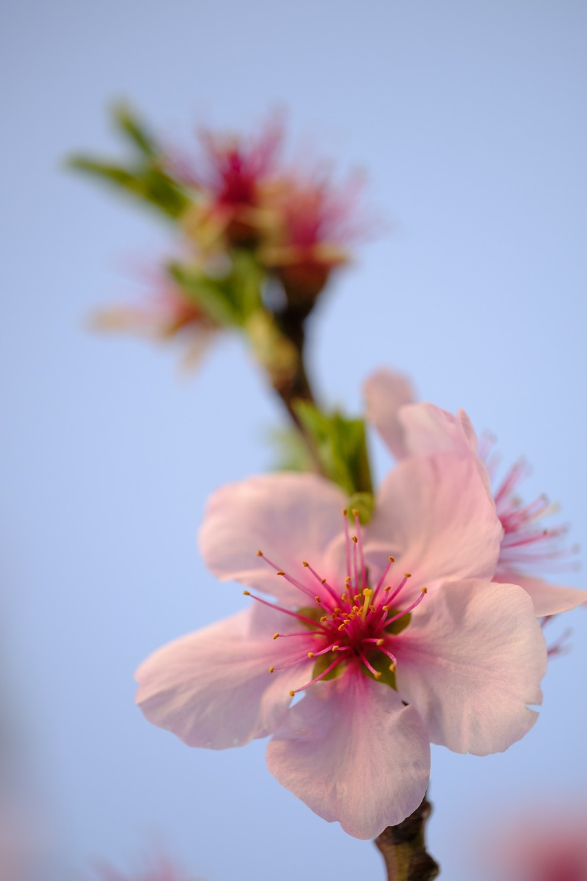 flower  blossom  bloom free photo