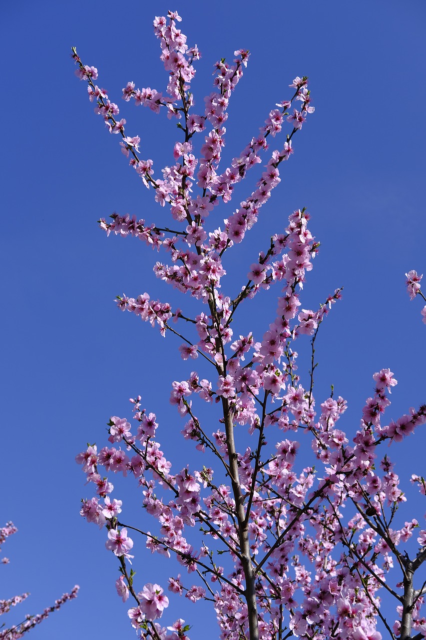 flower  blossom  bloom free photo