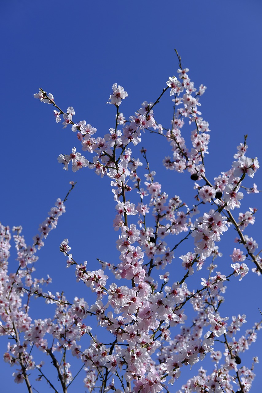 flower  blossom  bloom free photo