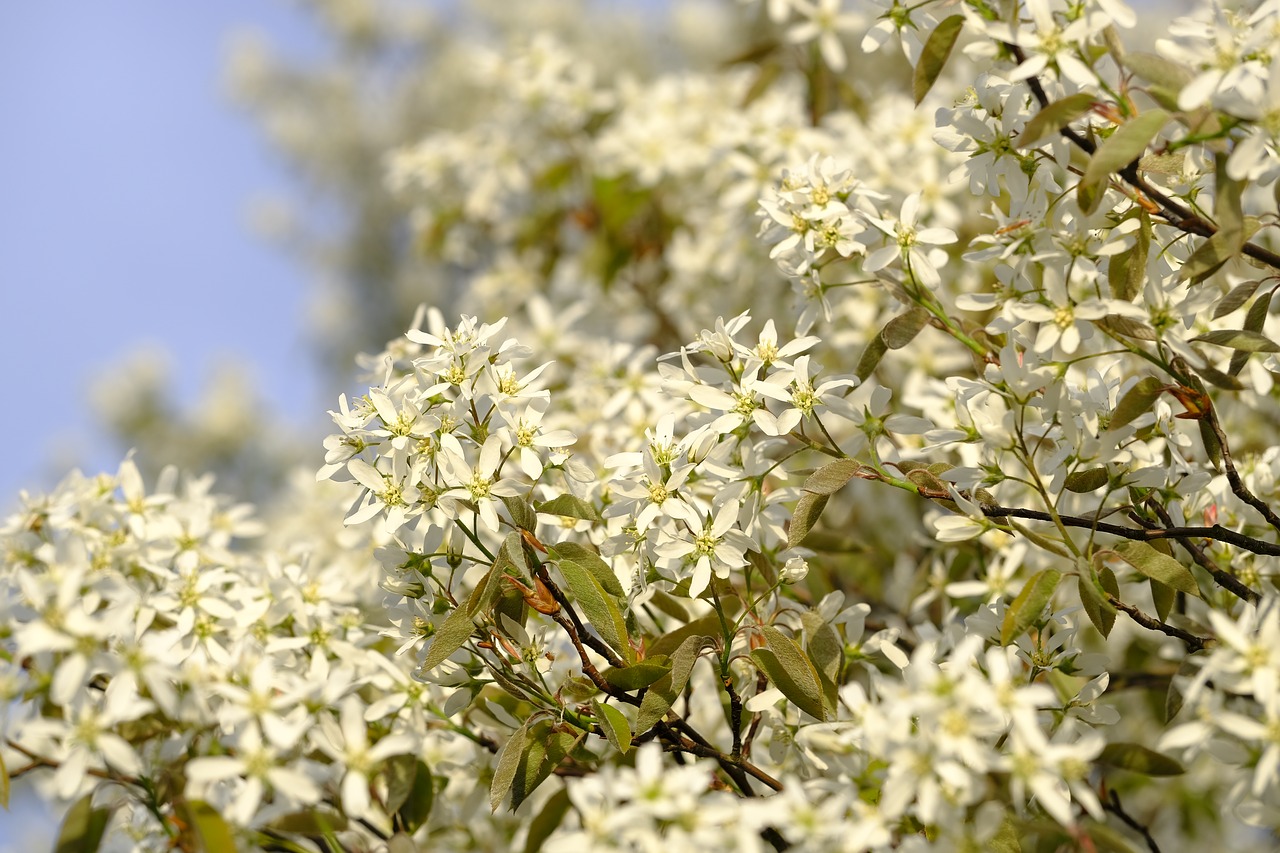 flower  blossom  bloom free photo