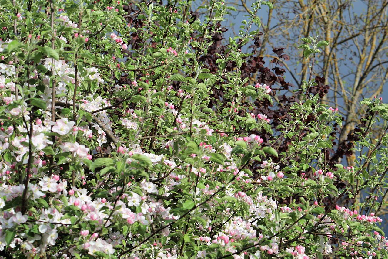 flower  plant  tree free photo