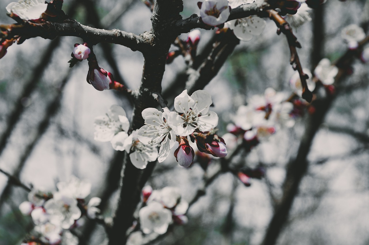 flower  tree  spring free photo