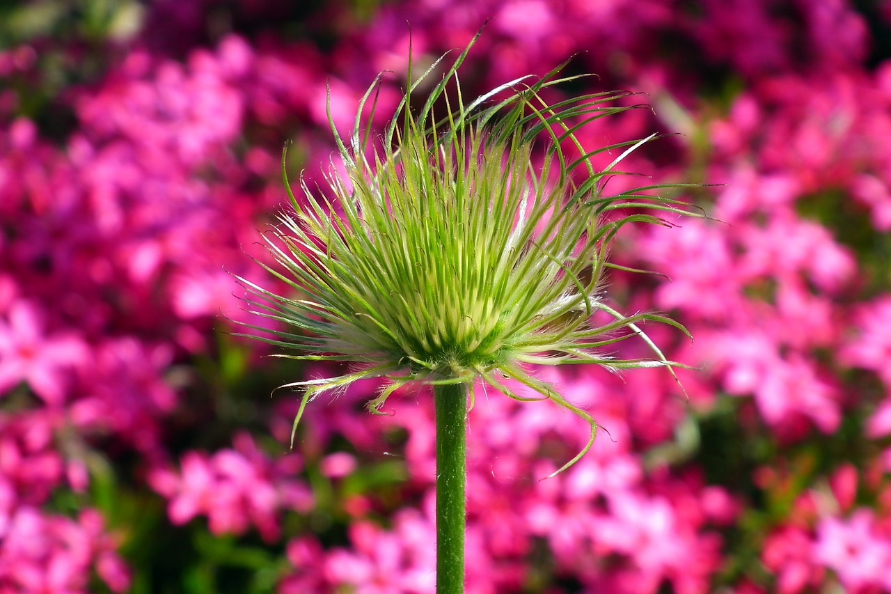 flower  przekwitnięty  nature free photo