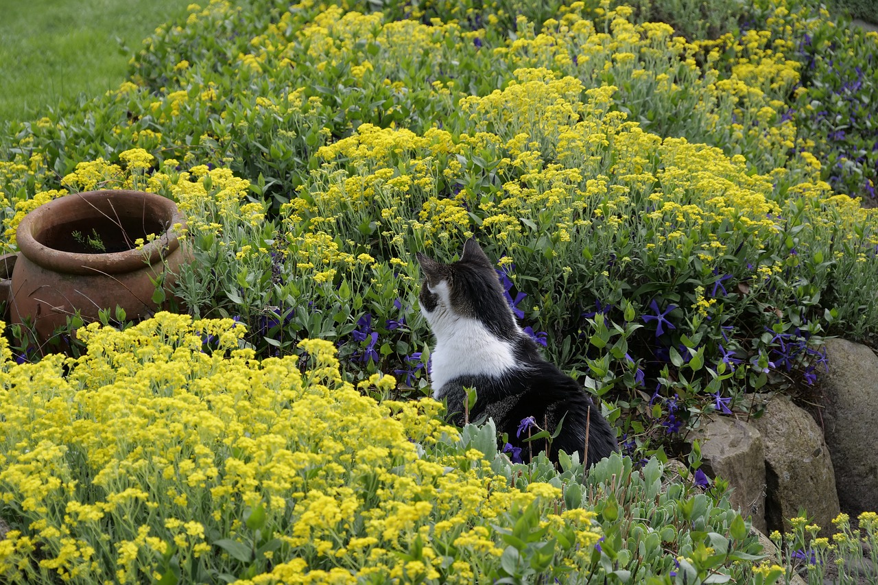 flower  nature  cat free photo