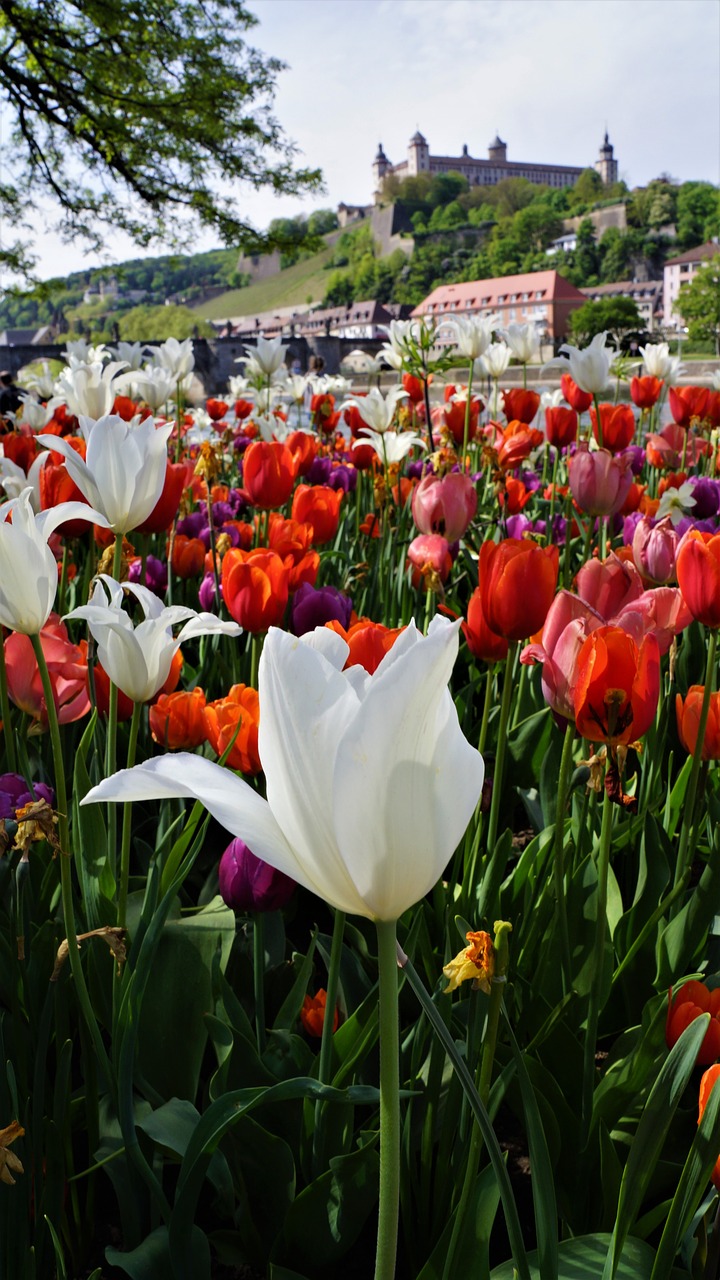 flower  tulip  nature free photo