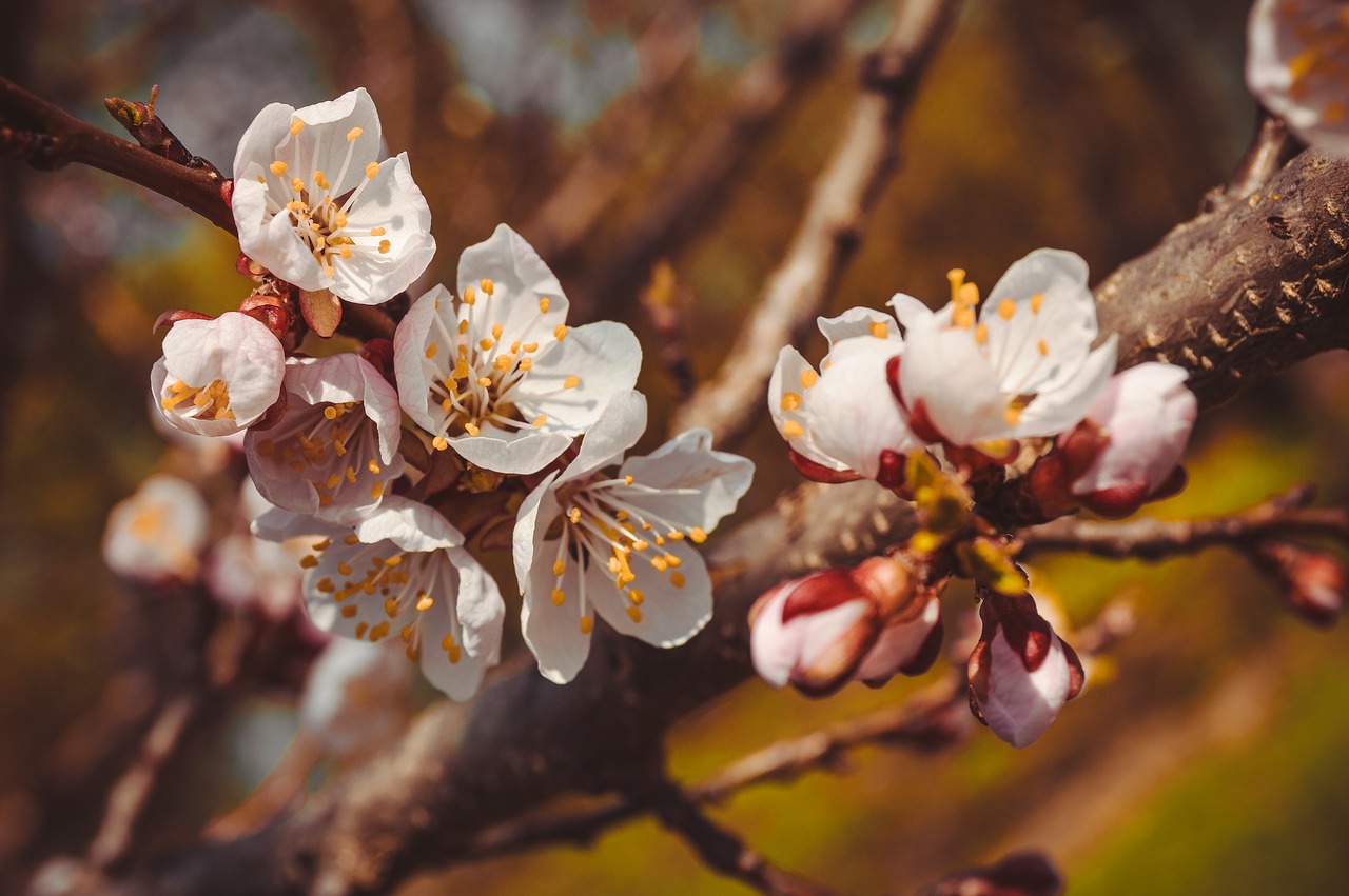 flower  tree  spring free photo