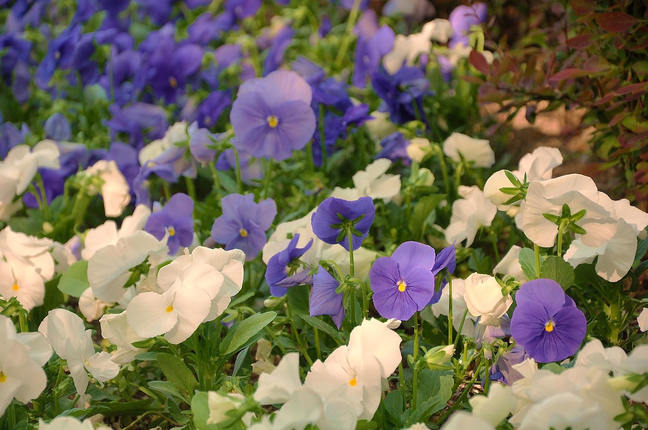 flower  plant  nature free photo