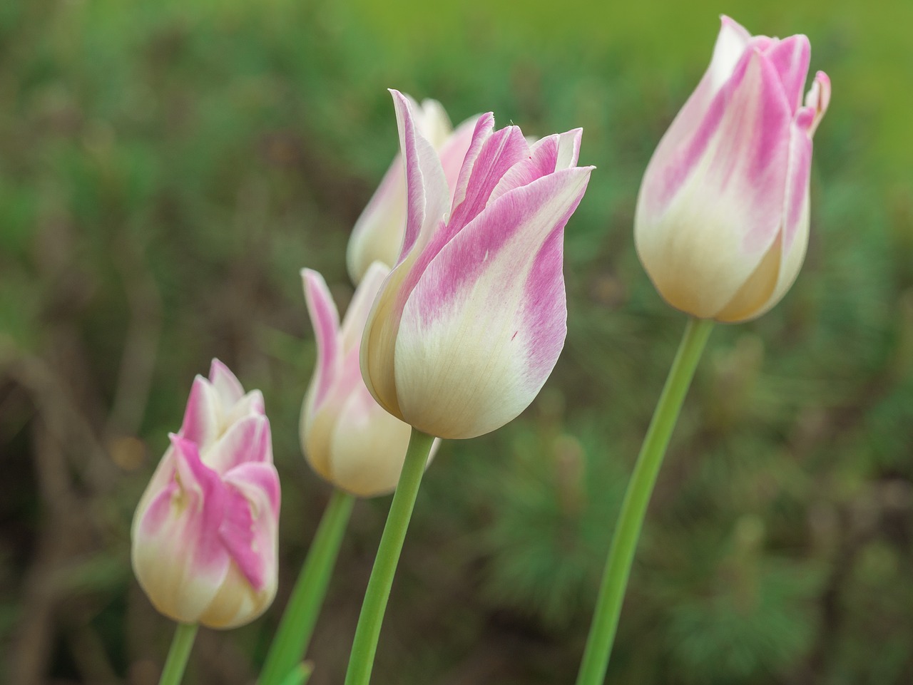 flower  tulip  pastel free photo