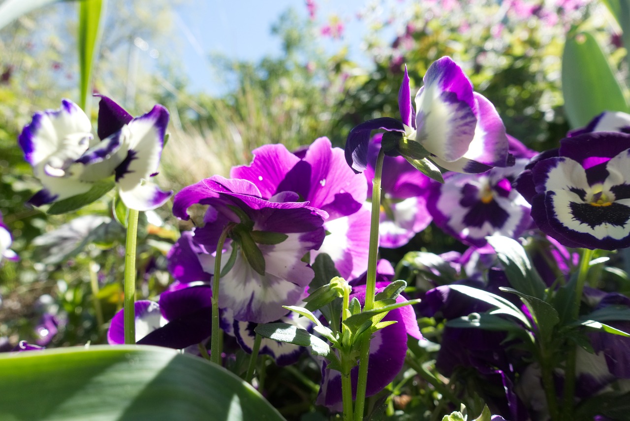 flower  plant  nature free photo