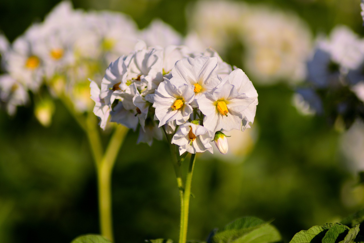 flower  nature  plant free photo