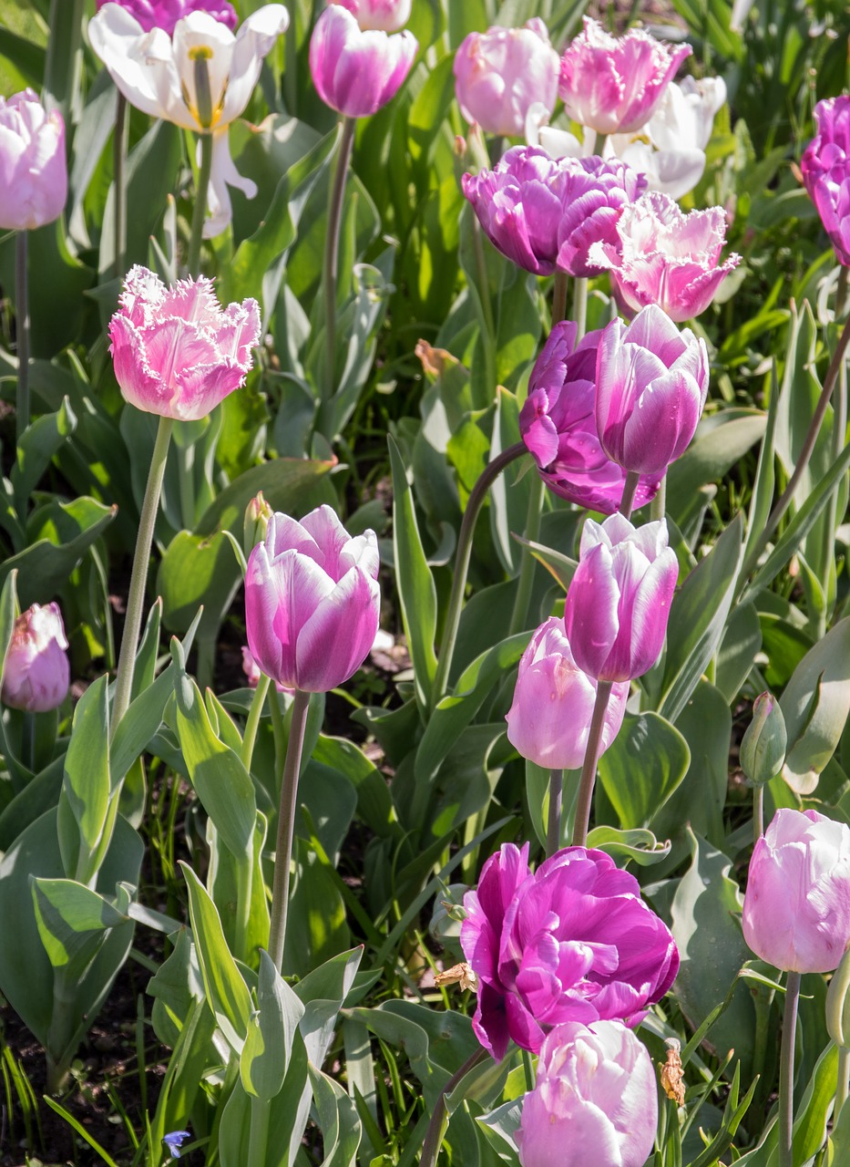 flower  tulip  plant free photo