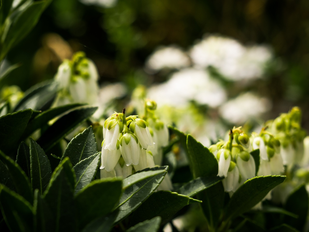 flower  leaf  plant free photo