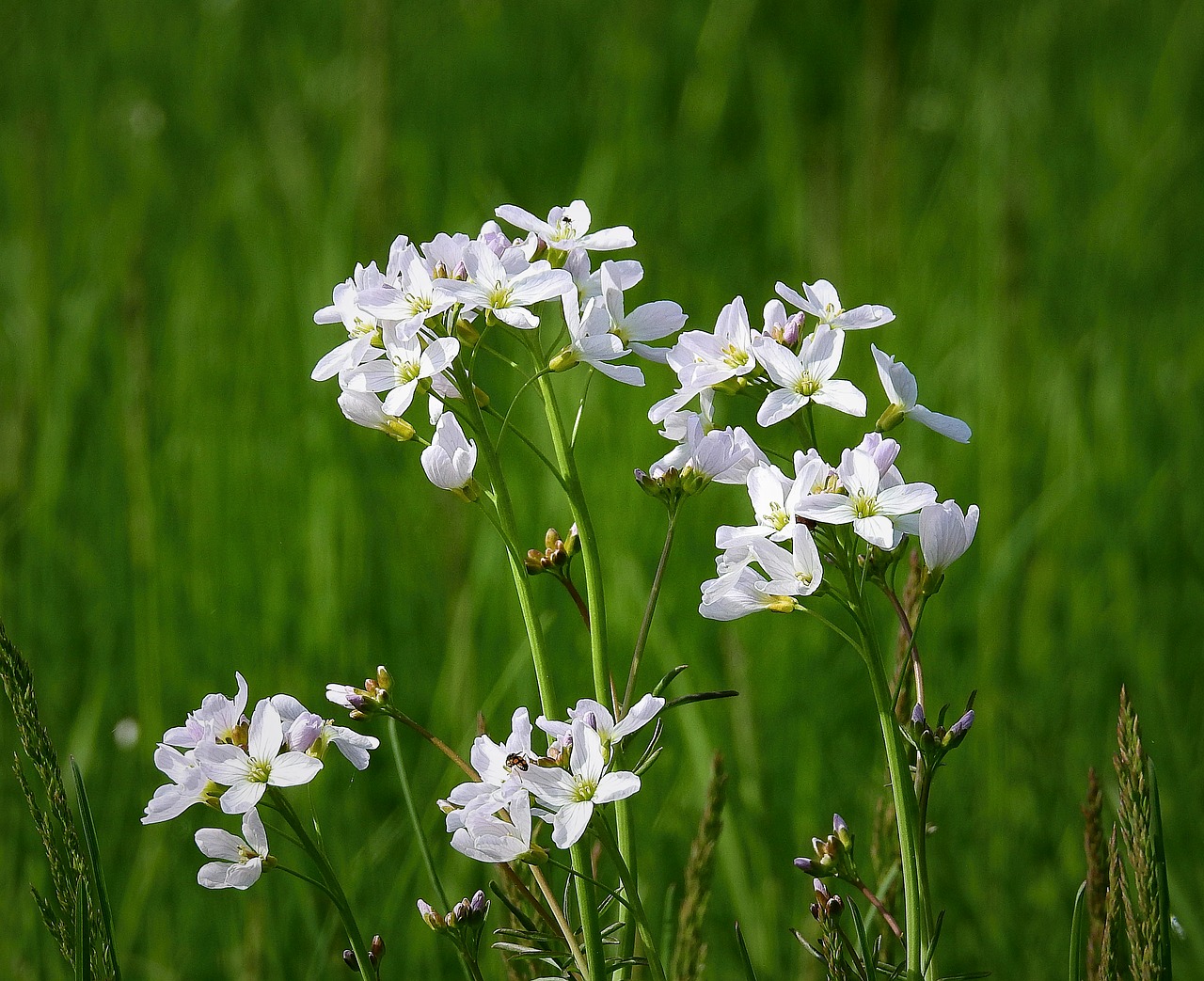 flower  plant  nature free photo