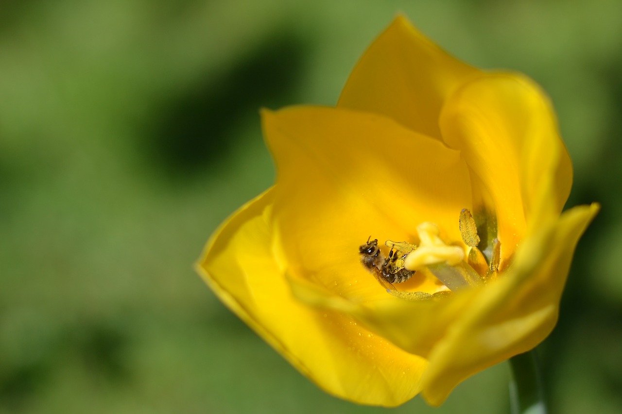 flower  pollen  bee free photo