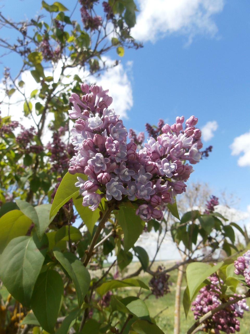 flower  tree  plant free photo