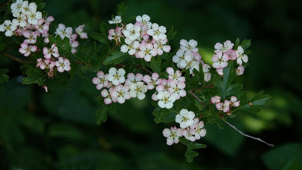 flower  plant  leaf free photo