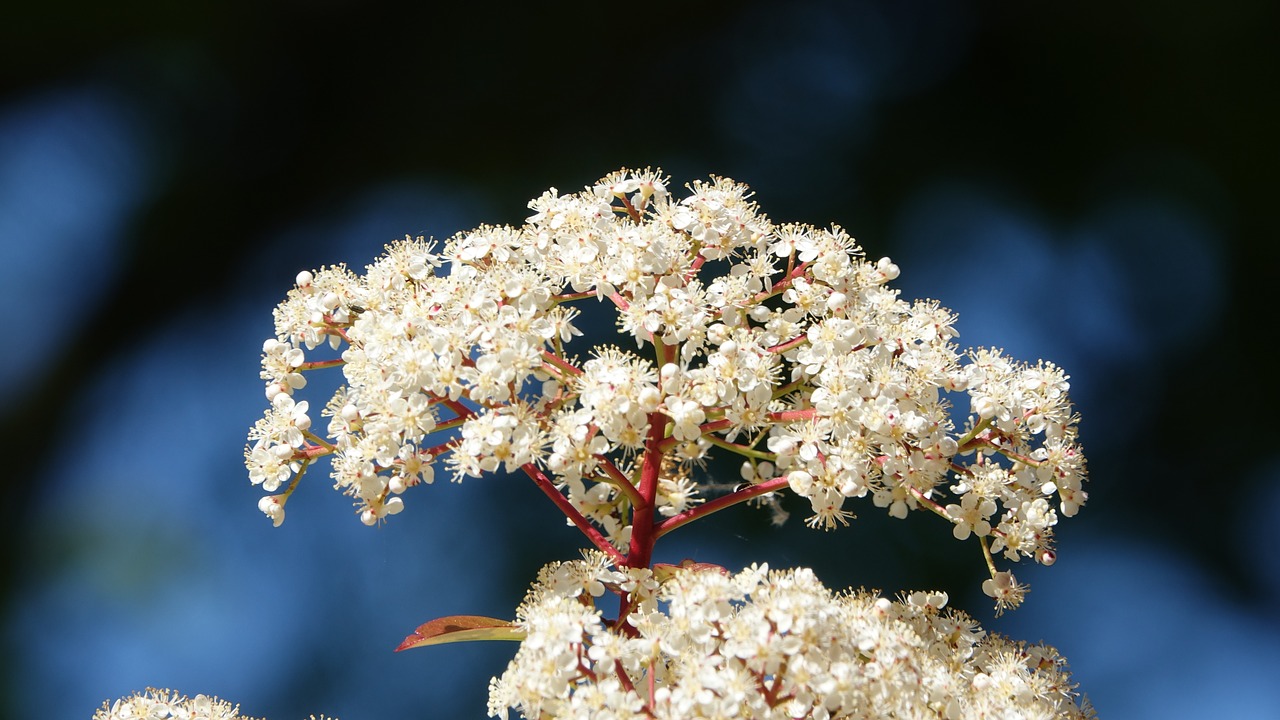 flower  nature  plant free photo