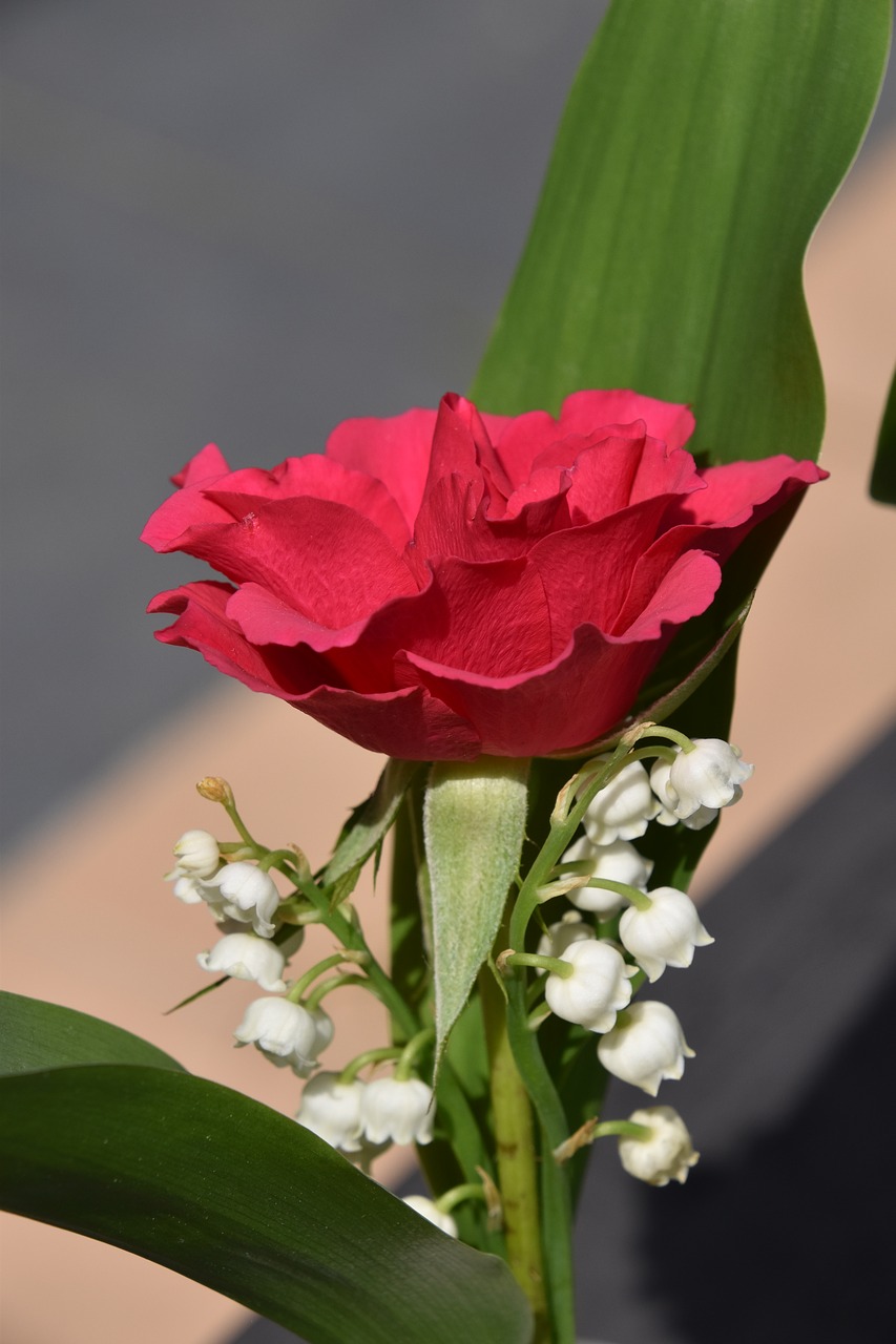 flower  plant  pink free photo