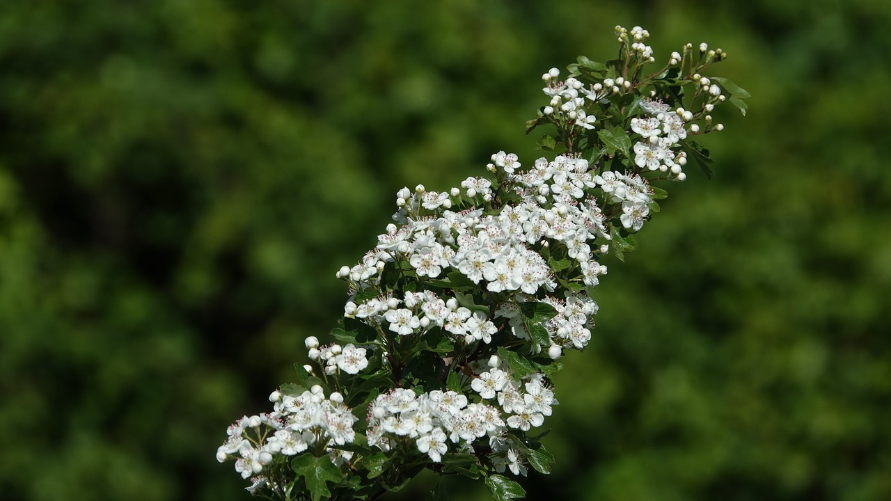 flower  plant  nature free photo