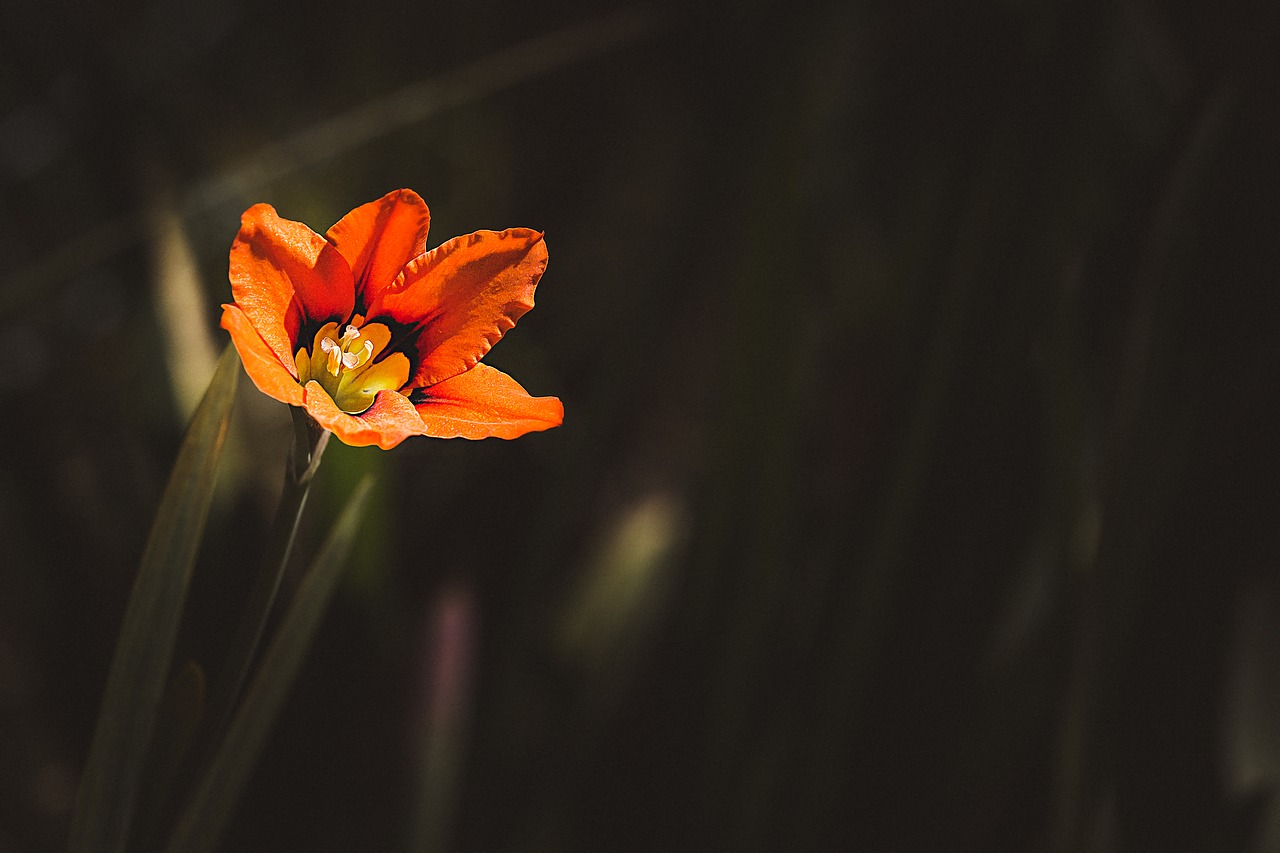 flower  orange  orange flower free photo