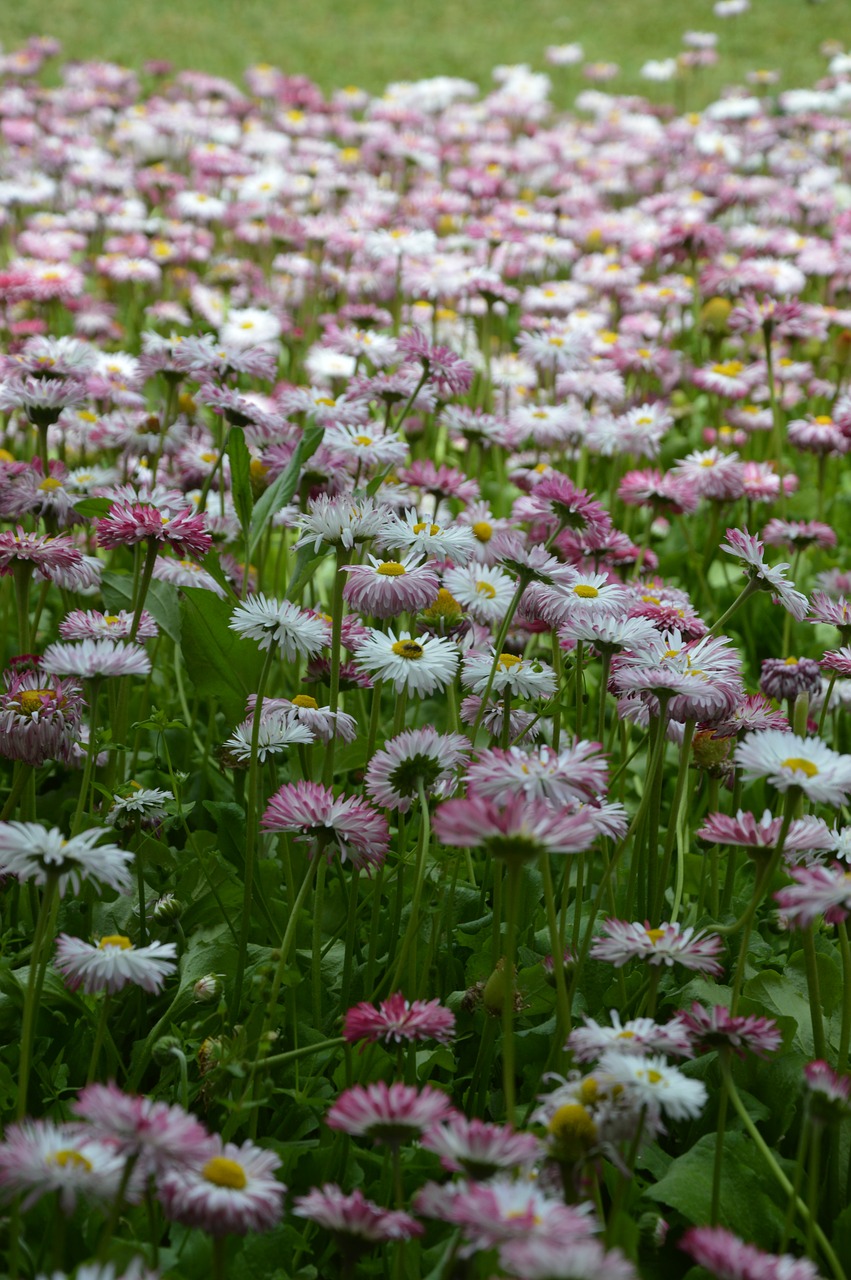 flower  plant  nature free photo