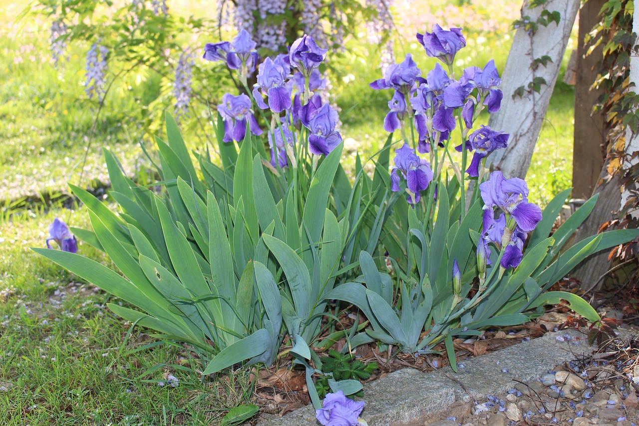 flower  garden  plant free photo