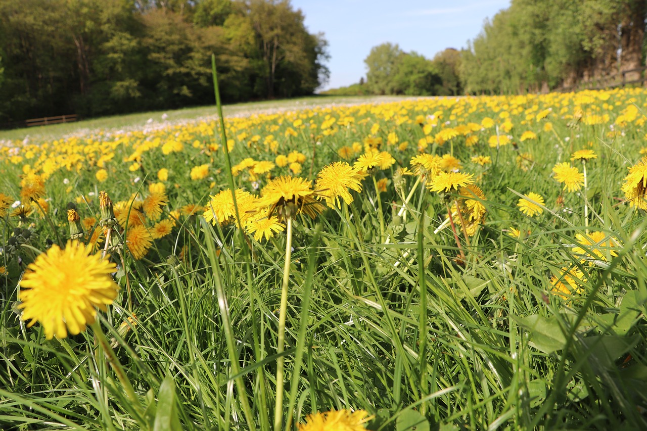 flower  field  nature free photo