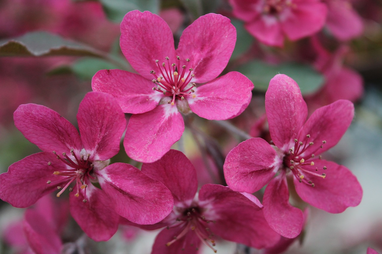 flower  nature  plant free photo