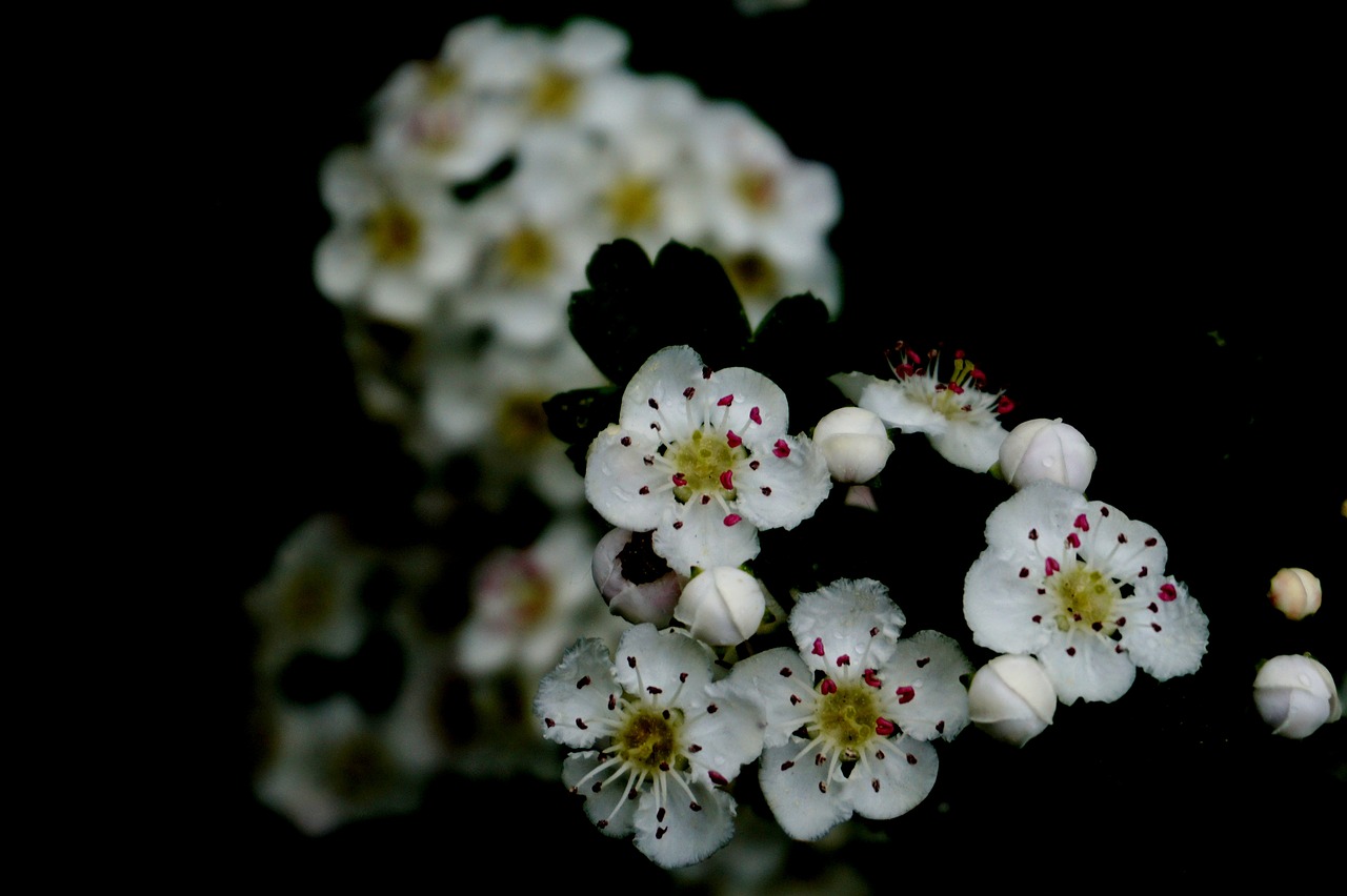 flower  plant  nature free photo