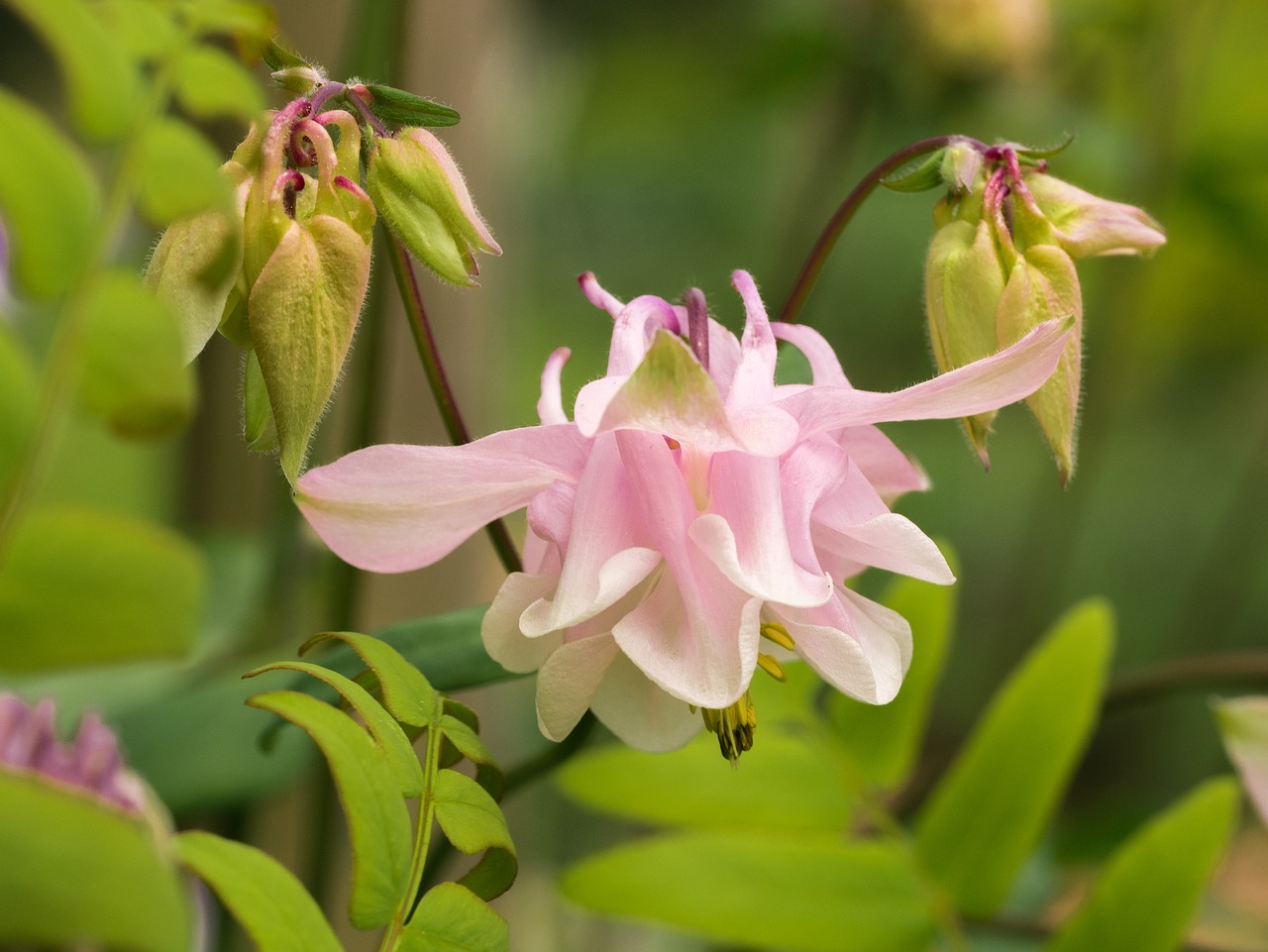 flower  pink flower  flowers free photo