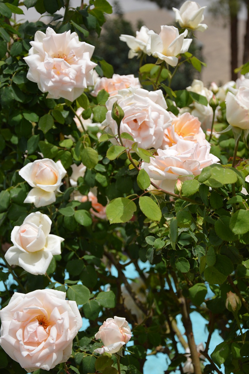 flower  rose  plant free photo