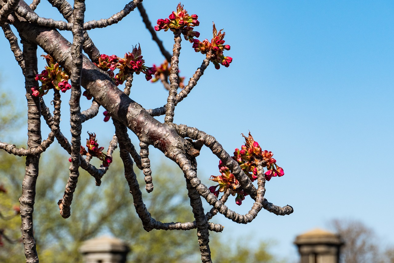 flower  tree  branch free photo