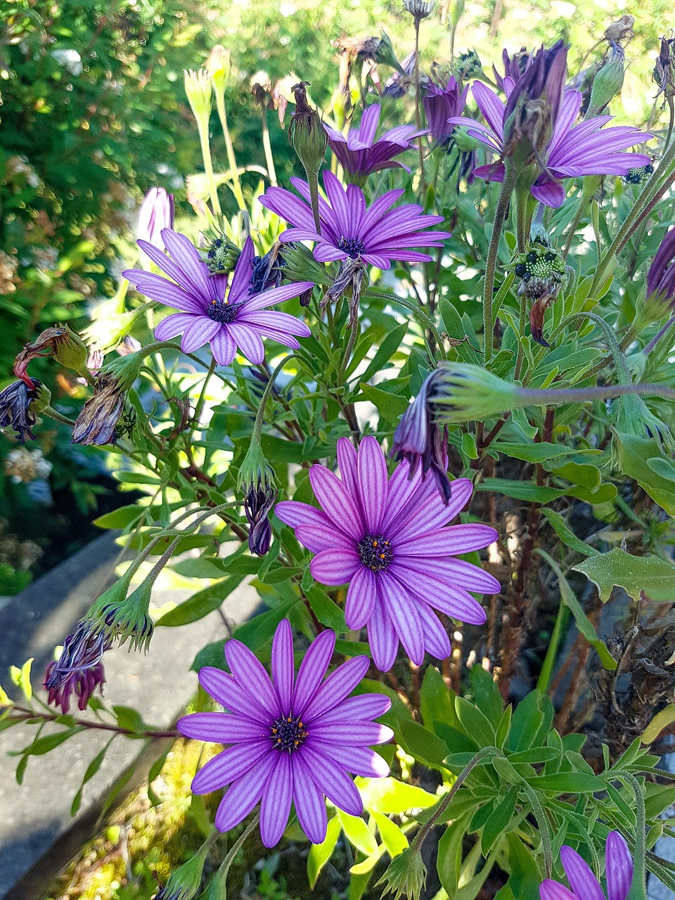 flower  plant  nature free photo