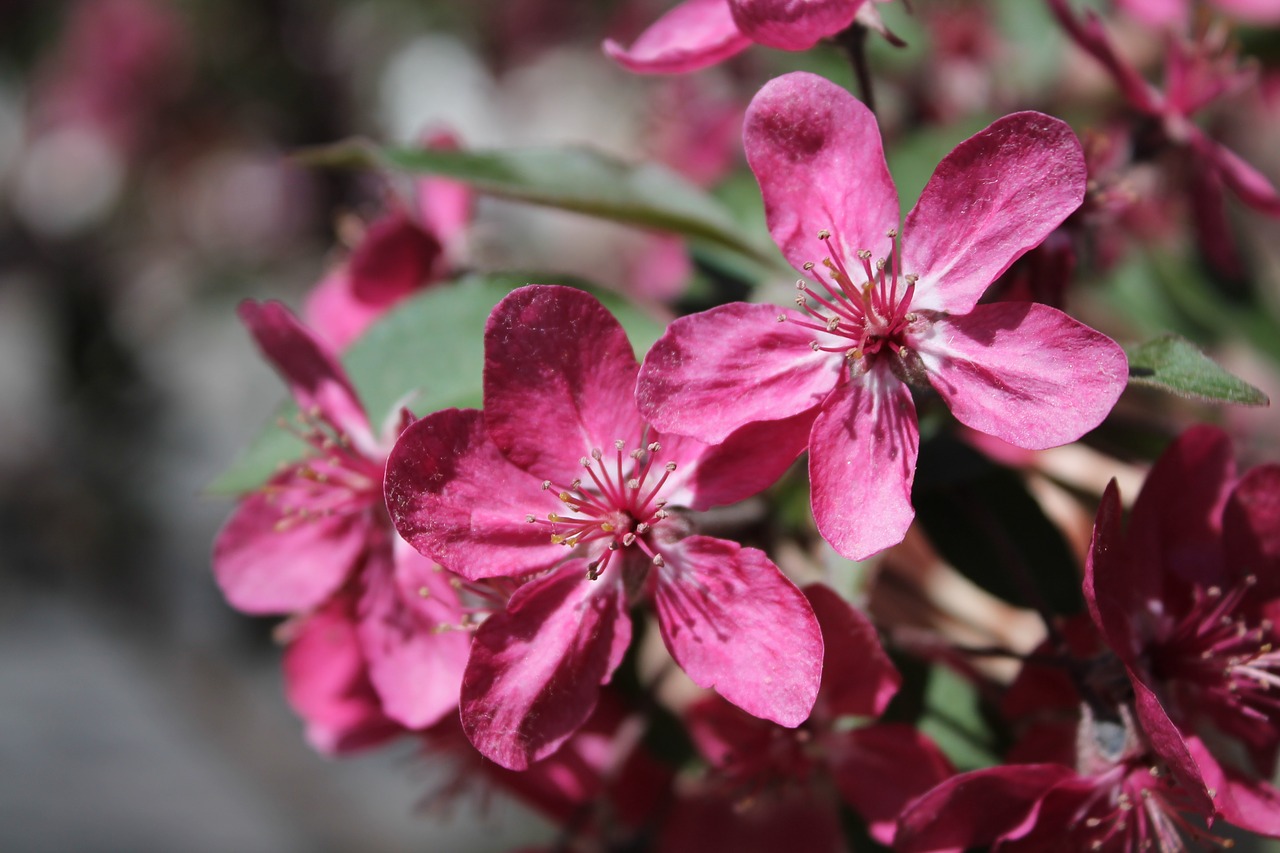 flower  plant  nature free photo