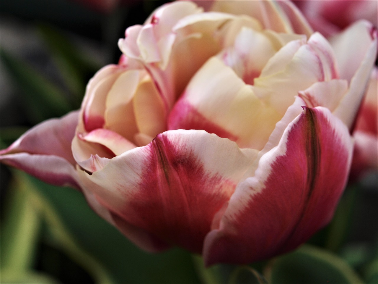 flower  tulip  flora free photo