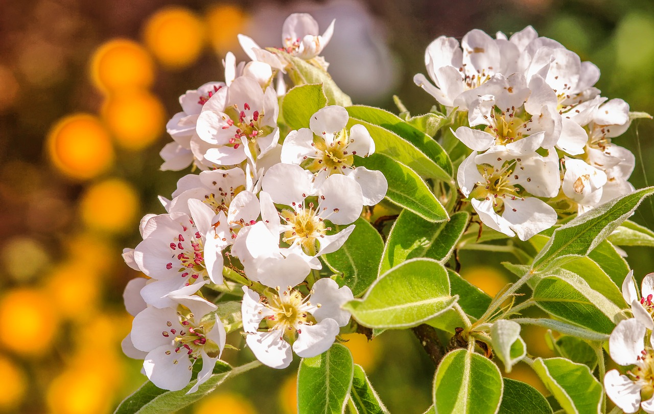 flower  plant  nature free photo