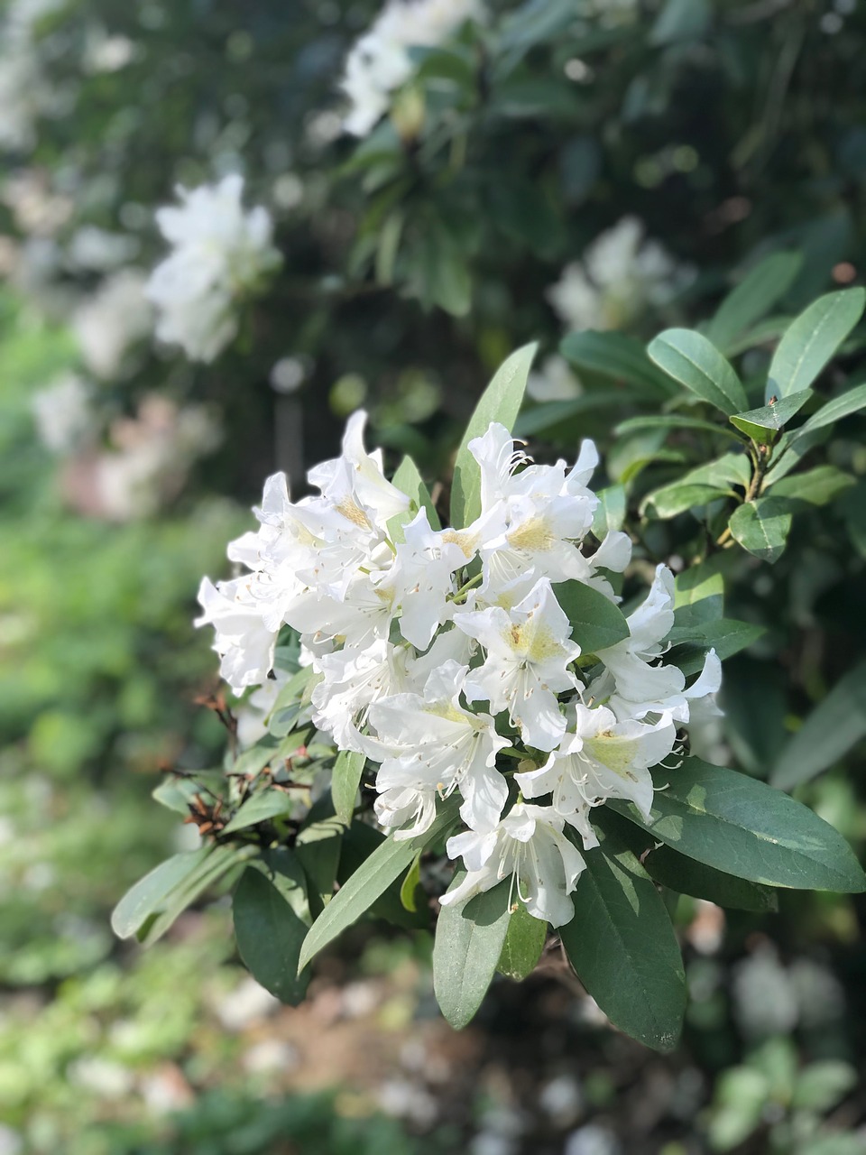 flower  plant  nature free photo