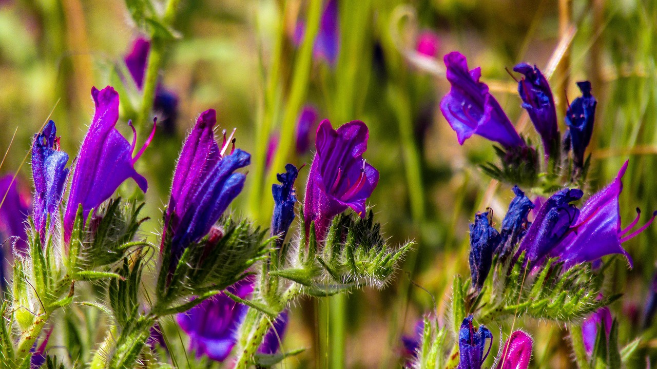 flower  nature  plant free photo