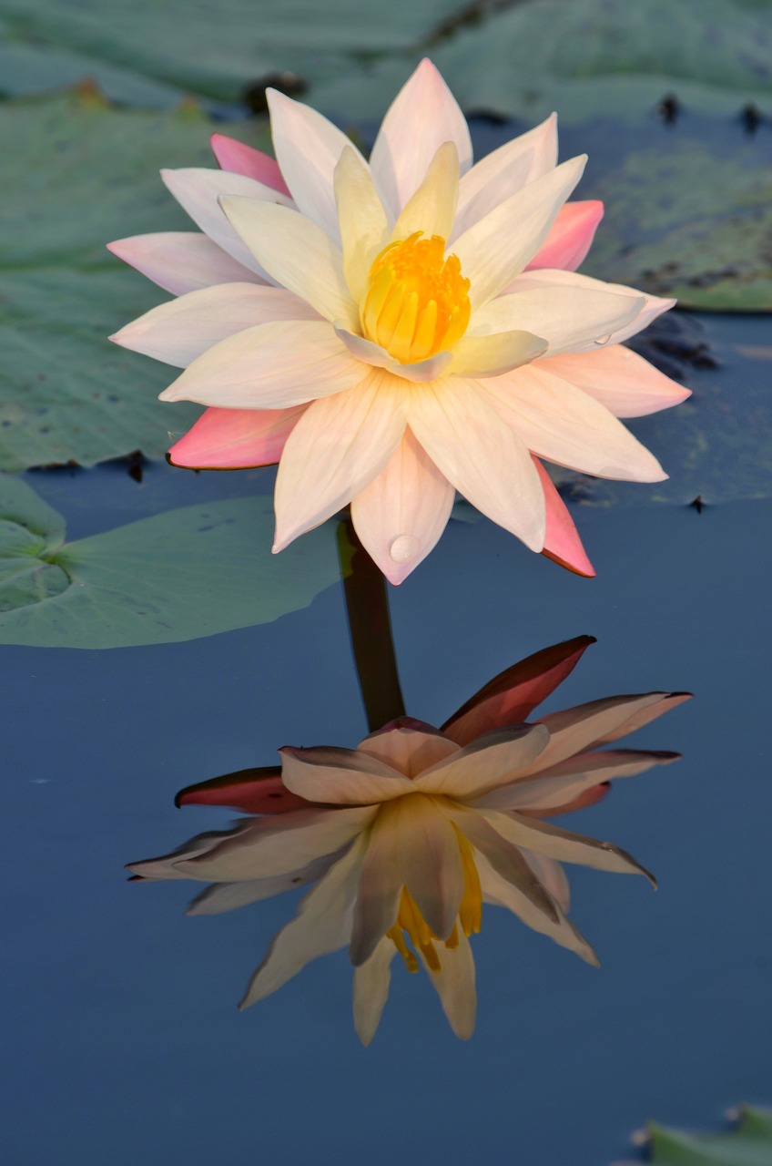 flower  pool  lotus free photo