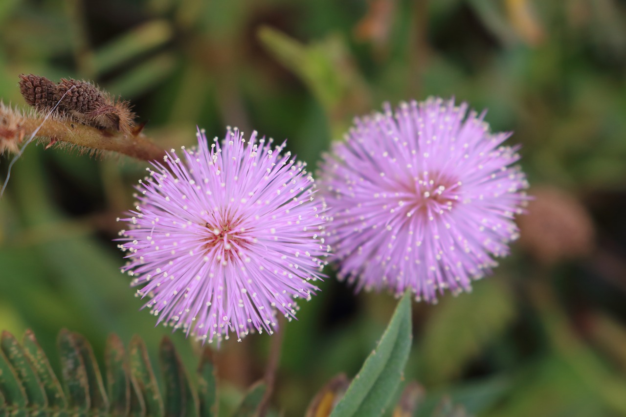 flower  flowers  wildflowers free photo