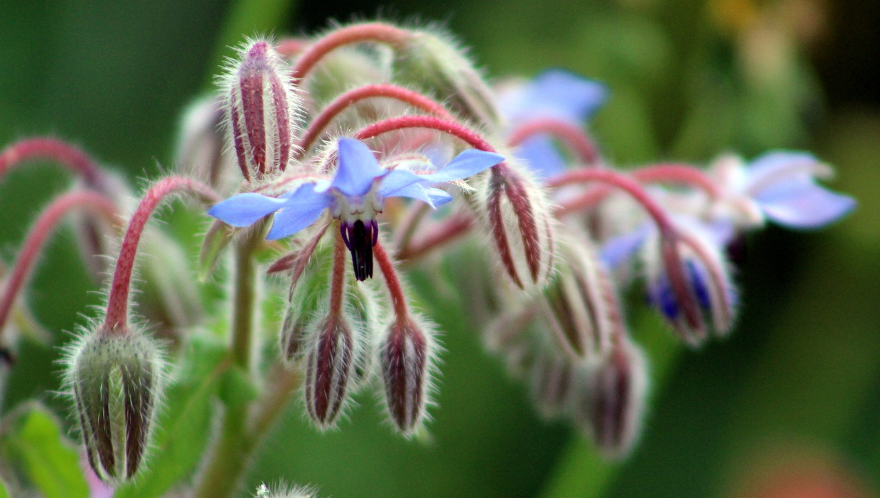 flower  nature  wild free photo