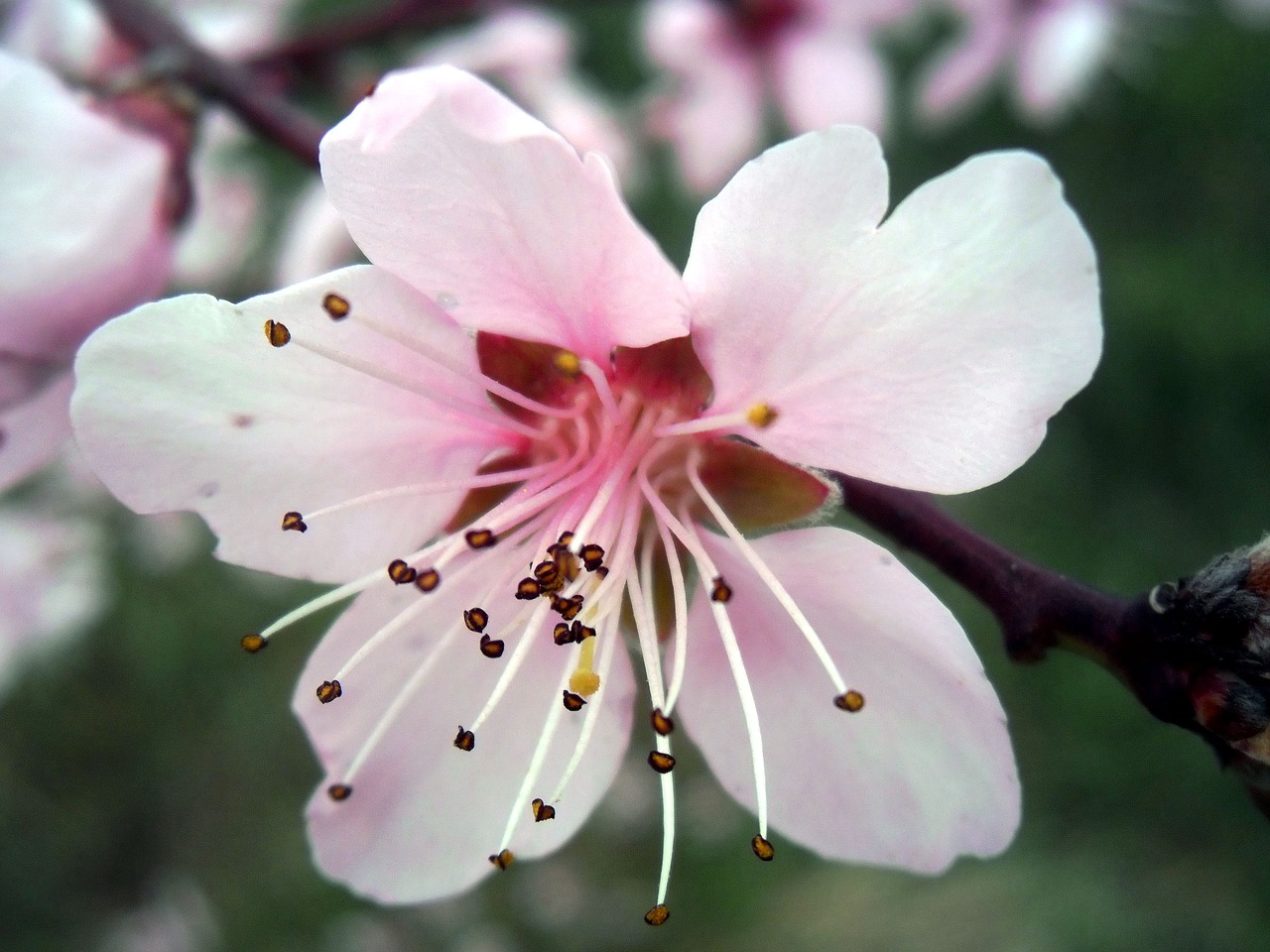 flower  plant  nature free photo