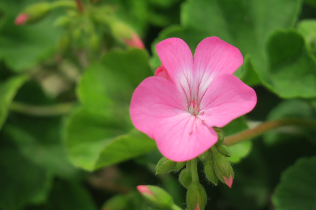 flower  plant  nature free photo