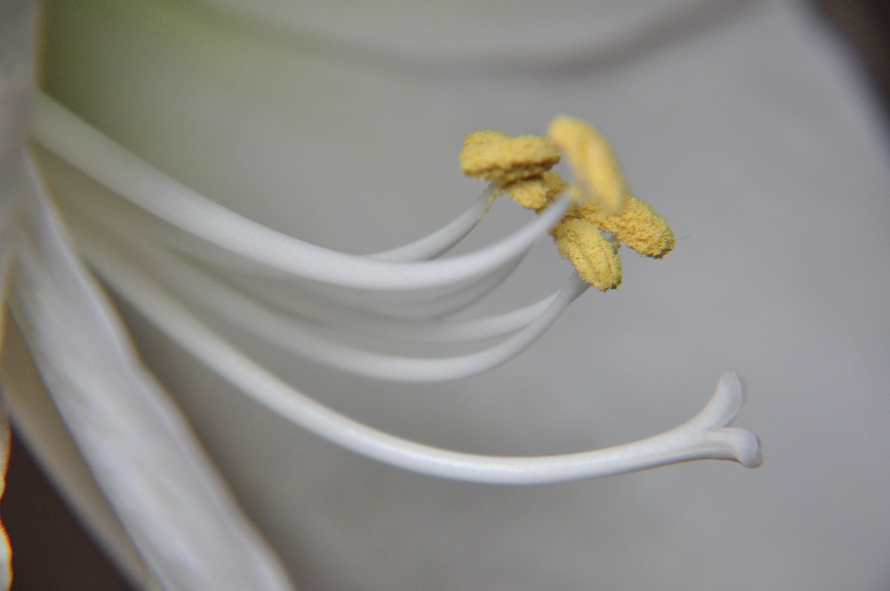 flower  close up  amaryllis free photo